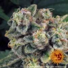 Barneys – Tropicanna Banana – 3 feminised seeds