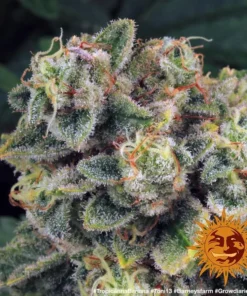 Barneys – Tropicanna Banana – 3 feminised seeds