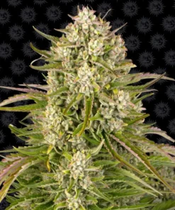 Barneys- Wedding Cake Auto - 5 seeds