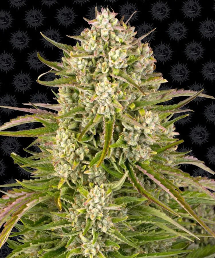 Barneys- Wedding Cake Auto - 5 seeds