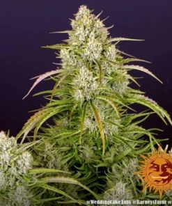 Barneys- Wedding Cake Auto - 1 seed