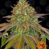 Barneys - Wedding Cake - 1 feminised seed