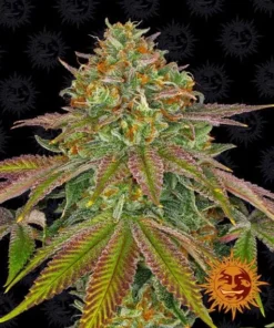 Barneys - Wedding Cake - 1 feminised seed