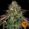 Barneys – Wedding Cake – 3 feminised seeds