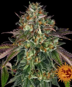 Barneys – Wedding Cake – 3 feminised seeds