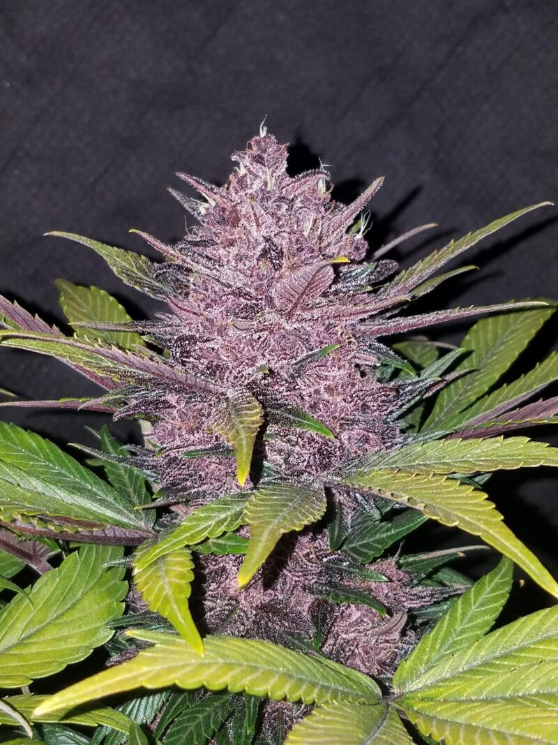 Fast Buds  Blackberry - 3 seeds - Image 2