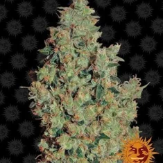 Barneys Farm - Tangerine Dream - 3 feminised seeds
