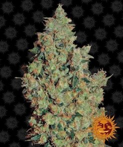 Barneys Farm - Tangerine Dream - 5 feminised seeds