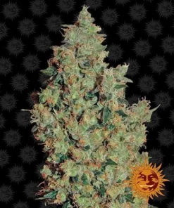 Barneys Farm - Tangerine Dream - 3 feminised seeds