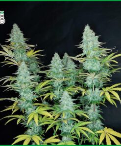 Amsterdam Genetics - Choco Kush Auto - 3 seeds | Canna24 Amsterdam Genetics - Choco Kush Auto - 3 seeds - Image 2