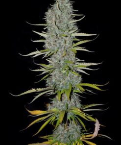 Sumo Seeds - Appleberry - 3 seeds