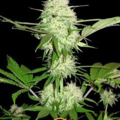Silver Buddha Haze 6 weeks 600x800 1