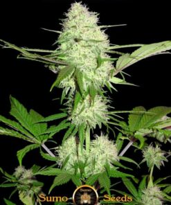 Sumo Seeds - Silver Buddha Haze - 3 seeds | Canna24 Sumo Seeds - Silver Buddha Haze - 3 seeds