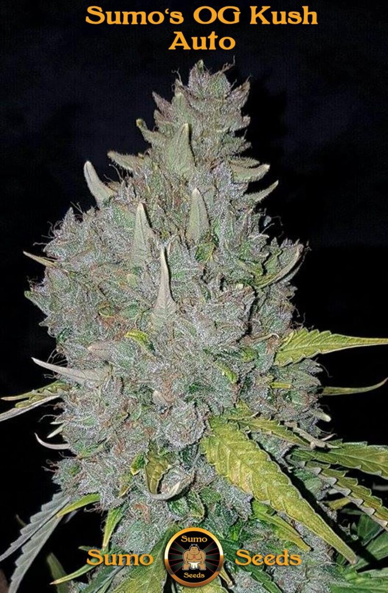 Sumo Seeds - Sumo's OG Kush - 3 seeds - Image 2