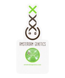 Amsterdam Genetics -White Choco Auto - 3 seeds