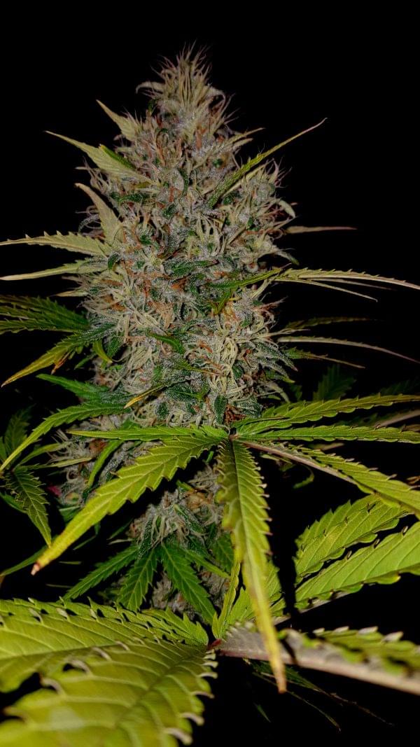 Sumo Seeds - Berries  & Cheese - 3 seeds - Image 2