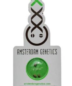 Amsterdam Genetics - Choco Kush Auto - 3 seeds