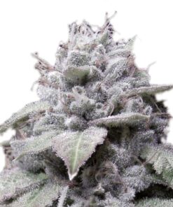 Growers Choice - Gorilla Cookies - 5 seeds + 2 free