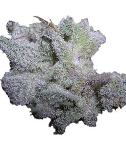 Growers Choice - Brain Damage - 5 seeds + 2 free | Canna24 Growers Choice - Brain Damage - 5 seeds + 2 free