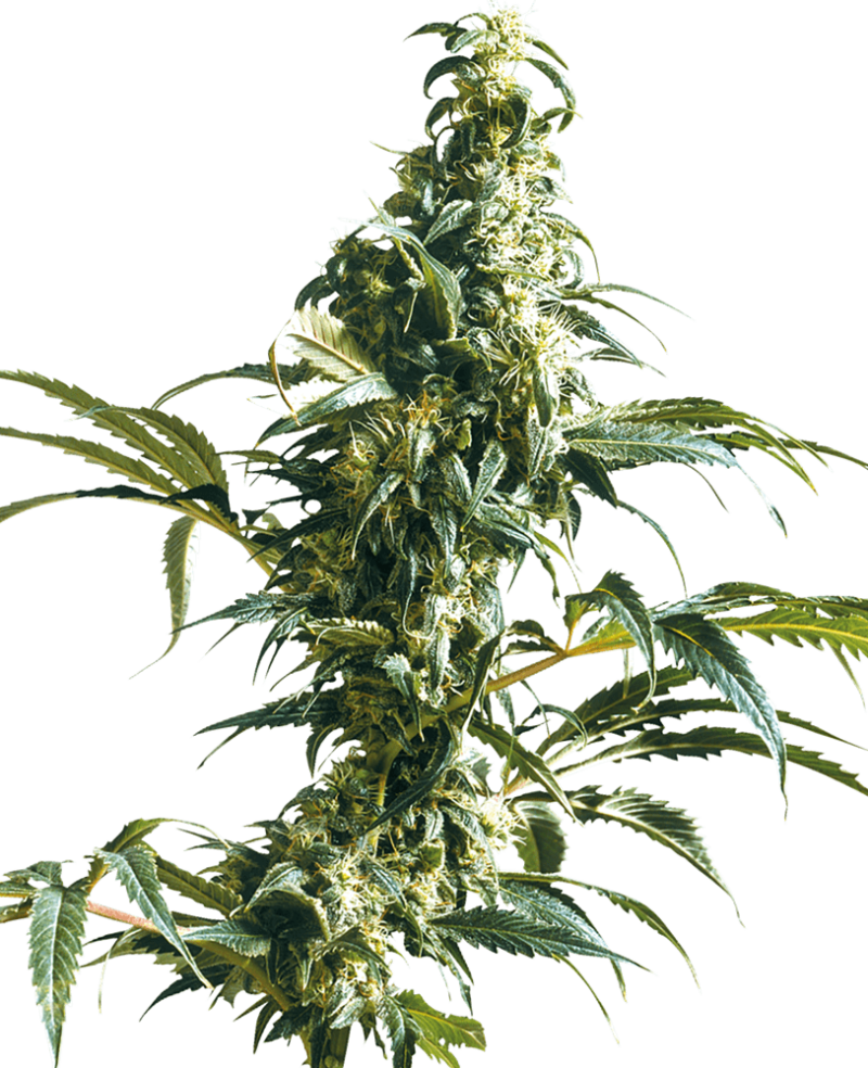 SENSI SEEDS - MEXICAN SATIVA - 3 SEEDS - Image 2