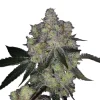 Royal Queen Seeds - Dosidos auto - 1 seed