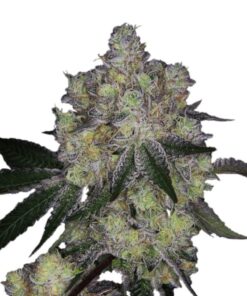 Growers Choice - Purple Dosi Punch - 5 seeds + 2 Free