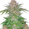 Fast Buds - Strawberry Pie auto - 5 seeds