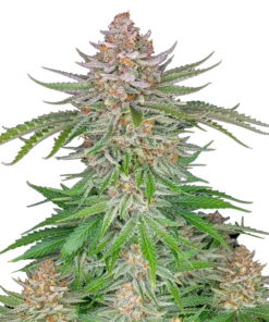 Fast Buds - Strawberry Pie auto - 5 seeds