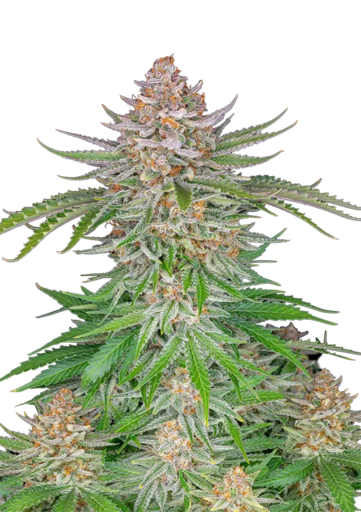 Fast Buds - Strawberry Pie auto - 5 seeds