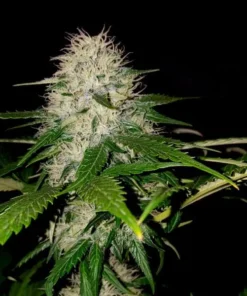 Royal Queen Seeds - OG Kush - 1 seed