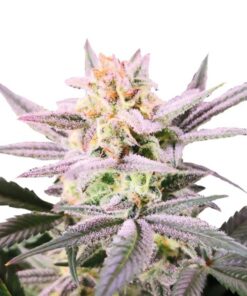 Growers Choice - Watermelon Weddingcake - 3 seeds + 1 free | Canna24 Growers Choice - Watermelon Weddingcake - 3 seeds + 1 free