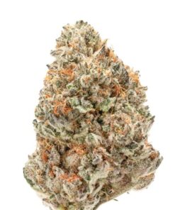 Growers Choice - Watermelon Weddingcake - 3 seeds + 1 free | Canna24 Growers Choice - Watermelon Weddingcake - 3 seeds + 1 free