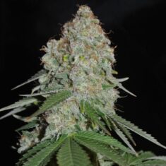 white widow original top