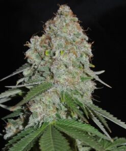 Sumo Seeds - White Widow Original - 3 seeds