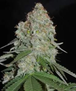 Barneys - White Widow XXL Auto - 1 seed