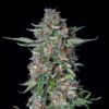 RQS DOSIDOS AUTO