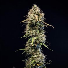 RQS HAZE BERRY AUTO