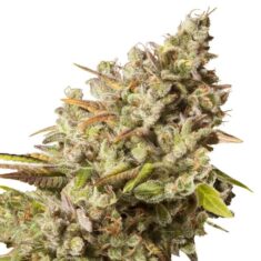 RQS ROYAL GORILLA