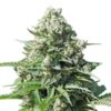 RQS ROYAL GORILLA AUTO