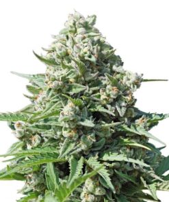 RQS ROYAL GORILLA AUTO