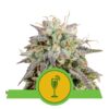 Royal Queen Seeds - Mimosa Auto - 3 seeds