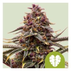 Royal Queen Seeds - Royal Runtz - 1 seeds