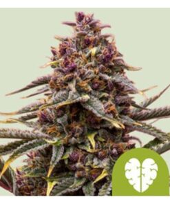 Royal Queen Seeds - Royal Runtz - 1 seeds