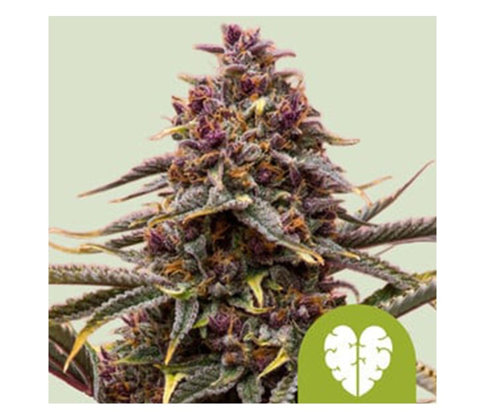 Royal Queen Seeds - Royal Runtz - 3 seeds
