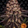 Barneys - Biscotti Mintz - 3 feminised seeds