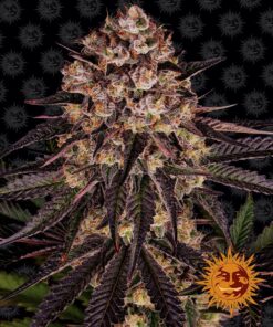 Barneys - Biscotti Mintz - 3 feminised seeds