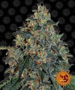 Barneys - Blueberry OG - 1 feminised seed