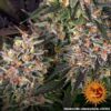 Barneys - Blueberry OG - 3 feminised seeds