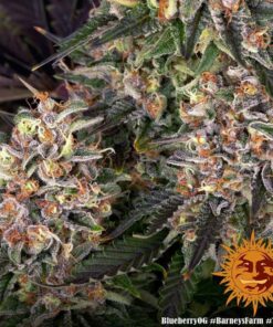 Barneys - Blueberry OG - 3 feminised seeds