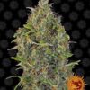 Barneys - Critical Kush auto - 1 seed